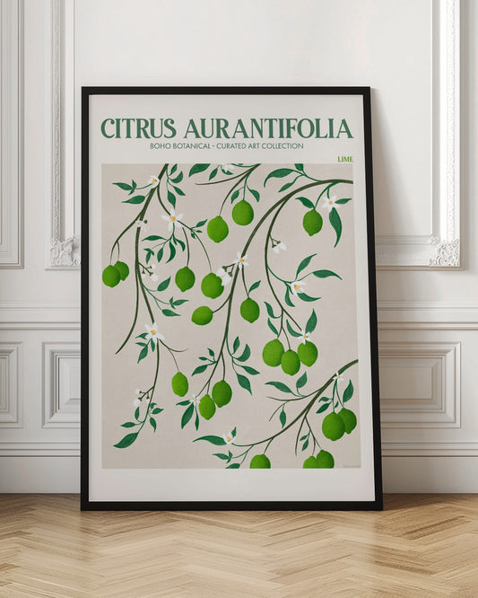 Citrus Aurantifolia - Lime