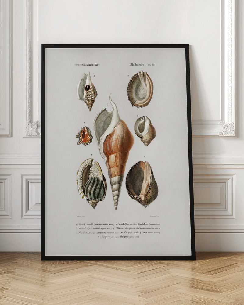 Different Types of Mollusks