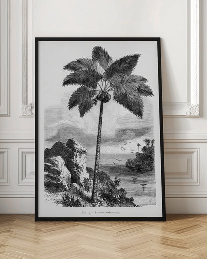 Vintage Palm Tree Drawing I