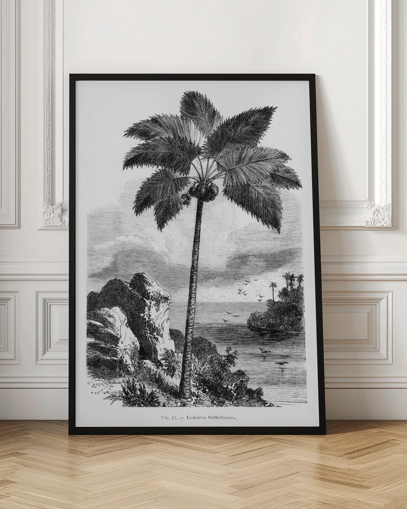 Vintage Palm Tree Drawing I