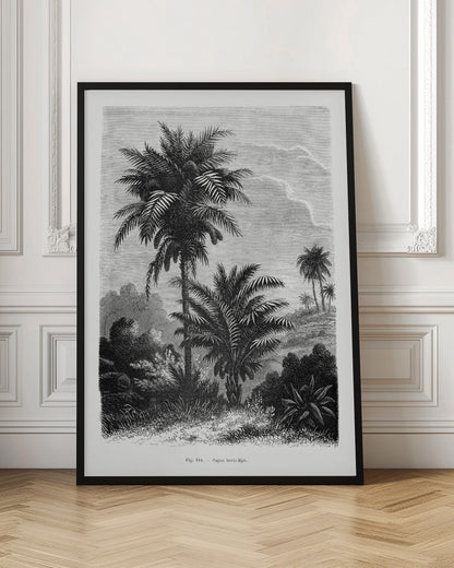 Vintage Palm Tree Drawing V