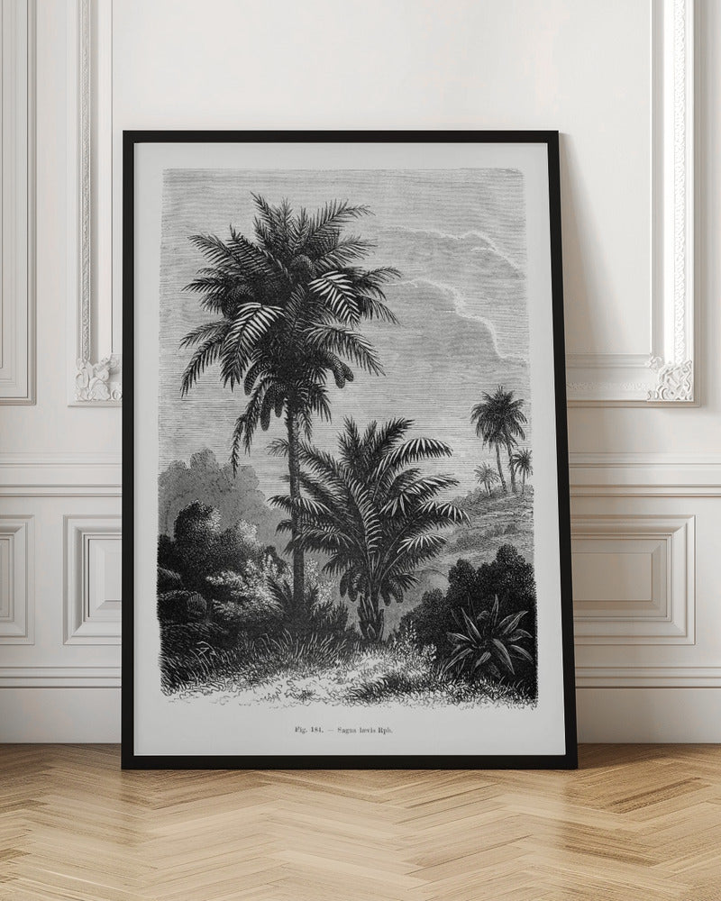 Vintage Palm Tree Drawing V