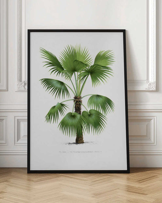 Xxvi Trithrinax B