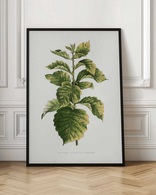Common Hawnthorn Leaf Illustration