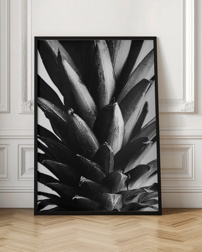 Pine B&w
