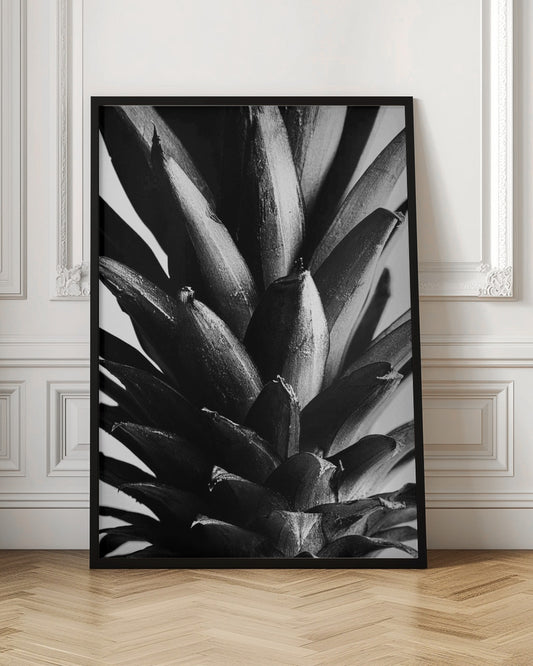 Pine B&w