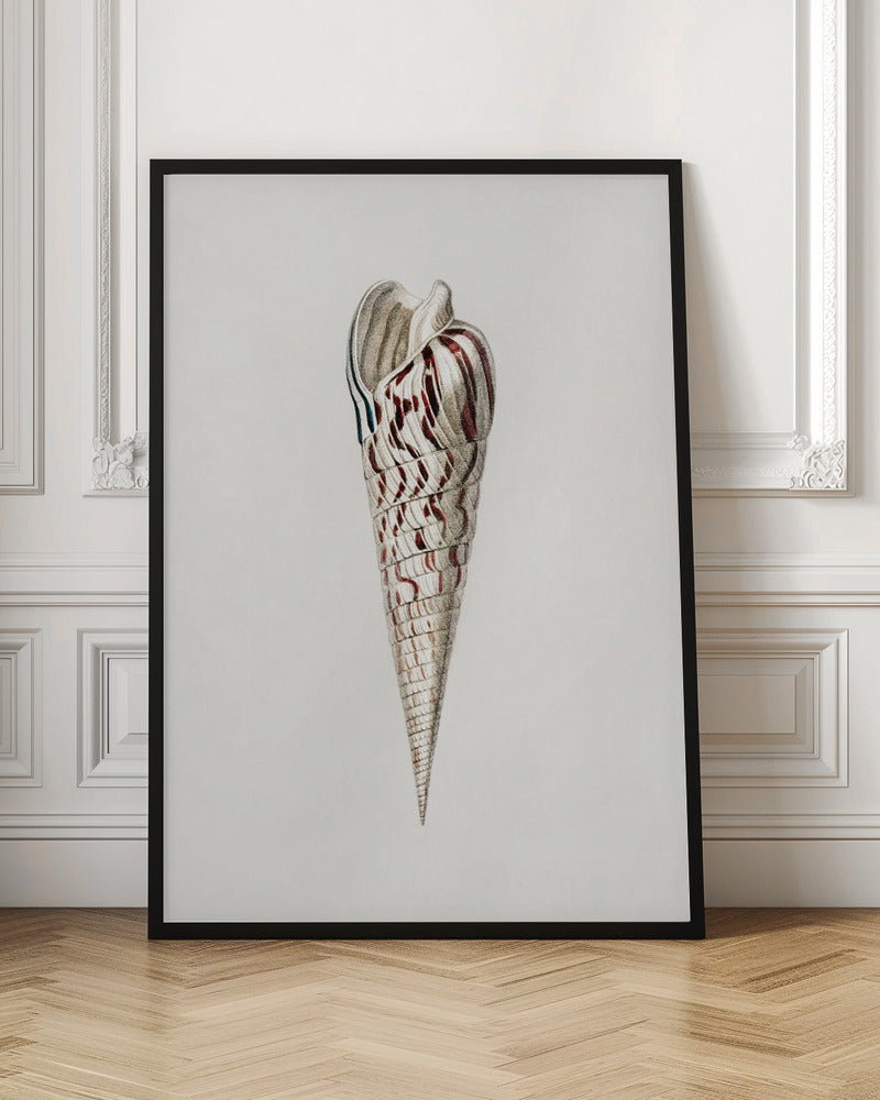 Mollusks Crop III