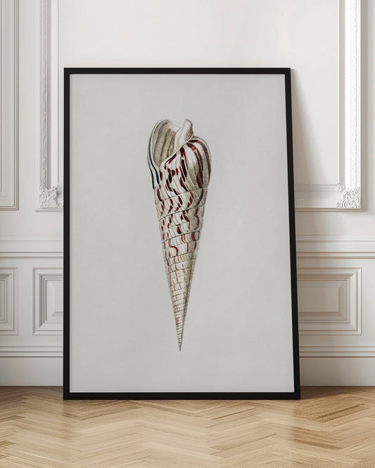 Mollusks Crop III