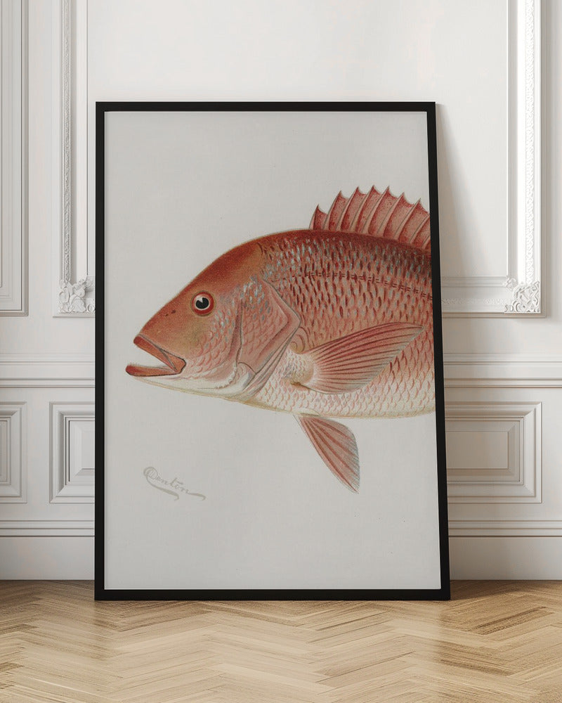 Red Snapper