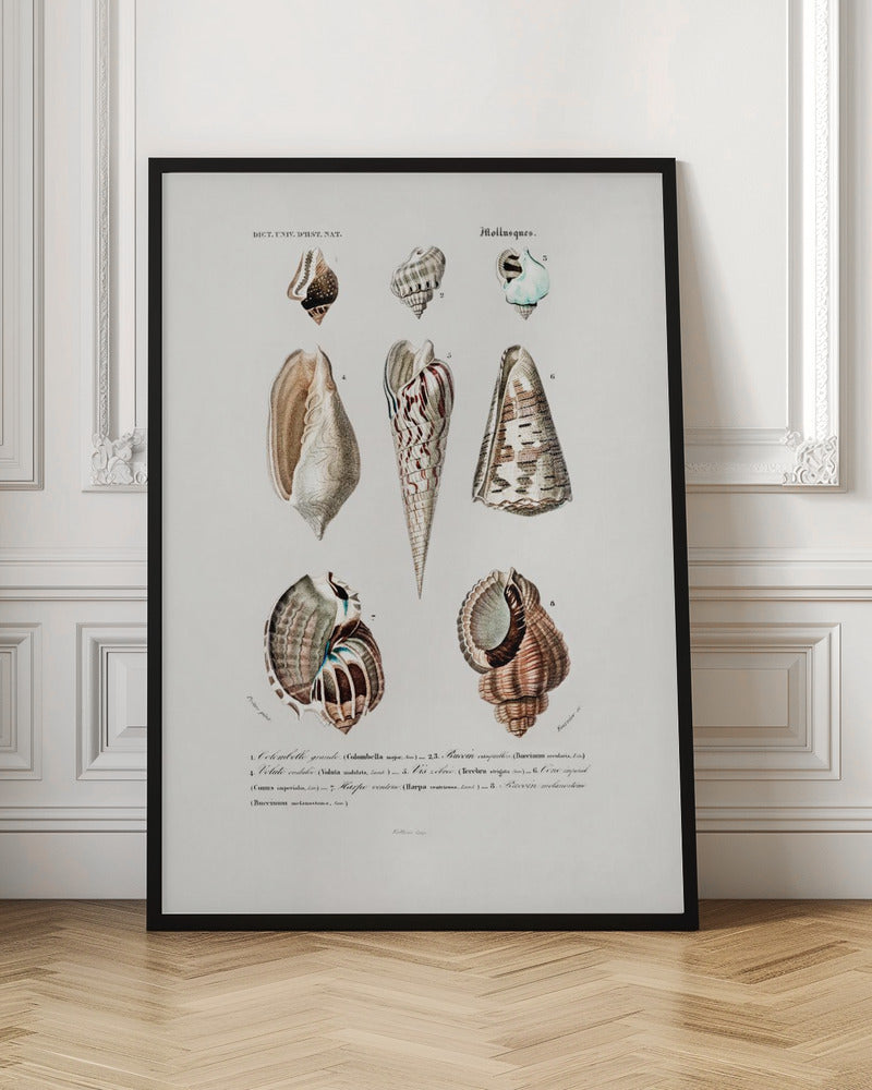 Sealife I