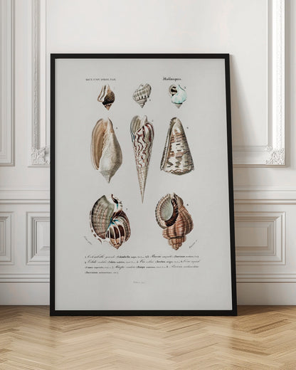 Sealife I