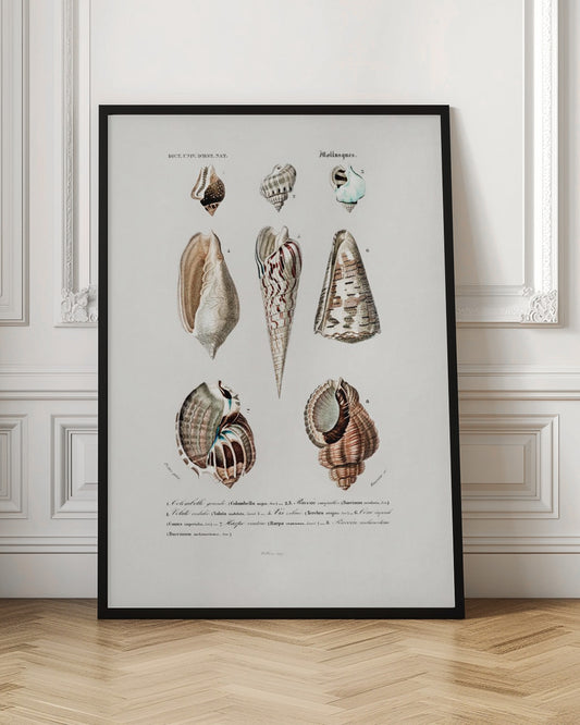 Sealife I