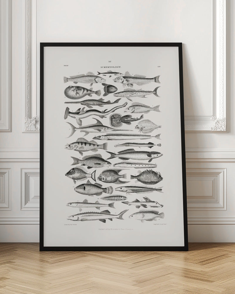 Sealife I