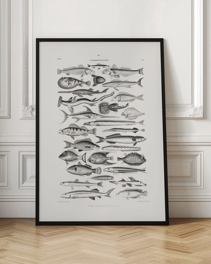 Sealife I
