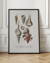 Load image into Gallery viewer, Sealife II
