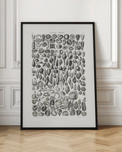 Load image into Gallery viewer, Sealife II
