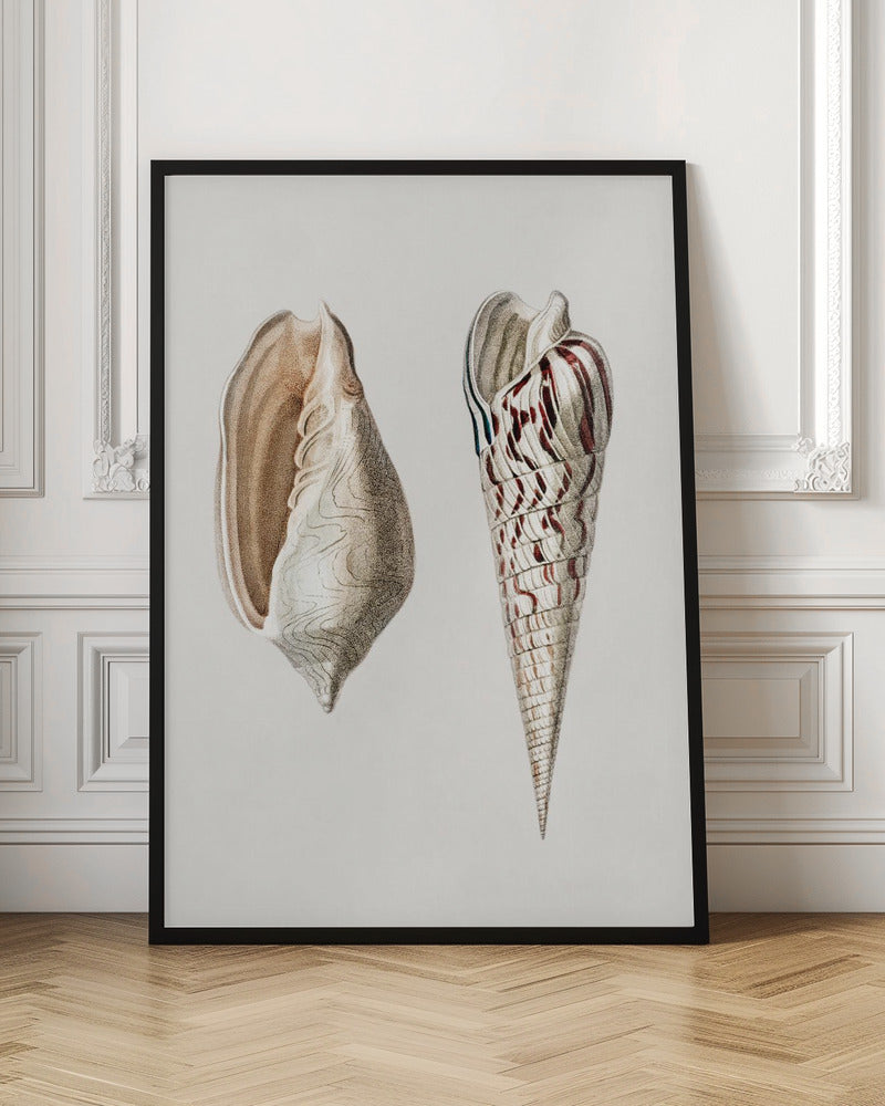 Two Mollusks Crop II