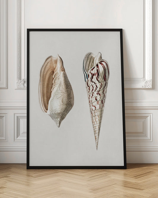 Two Mollusks Crop II