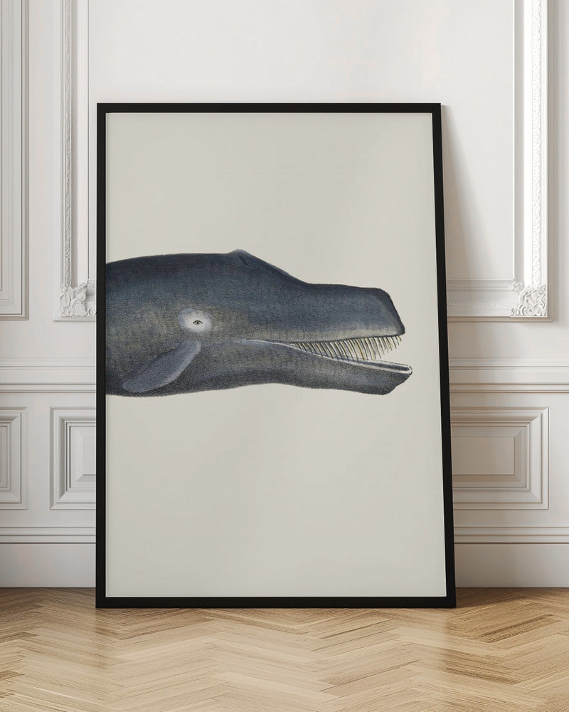 Whale I Tight Crop   Handcolored Sealife Lithograph 1824
