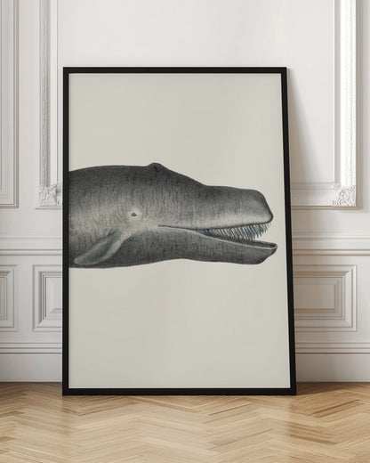 Whale Ii Tight Crop Handcolored Sealife Lithograph 1824