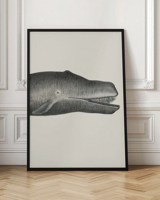 Whale Ii Tight Crop Handcolored Sealife Lithograph 1824