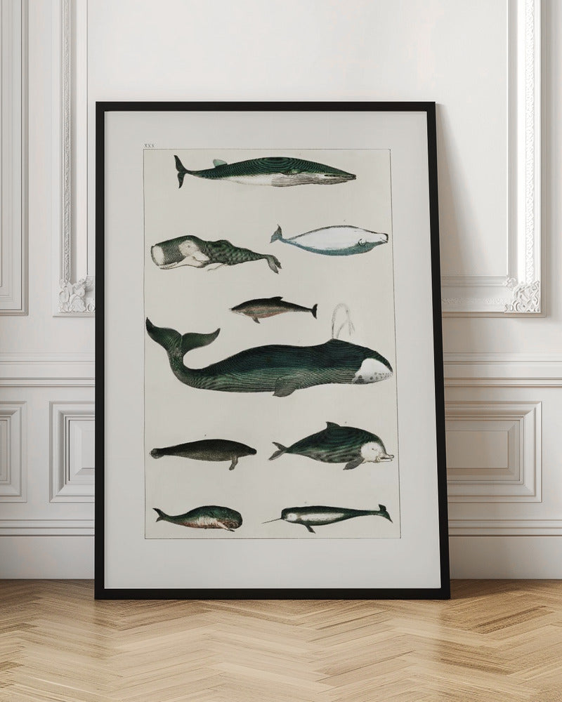 Vintage Whale Poster