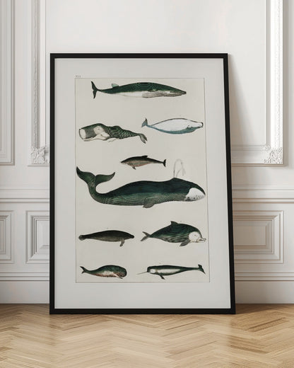 Vintage Whale Poster
