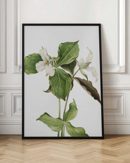 Large White Trillium