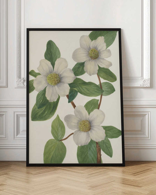 Pacific Dogwood