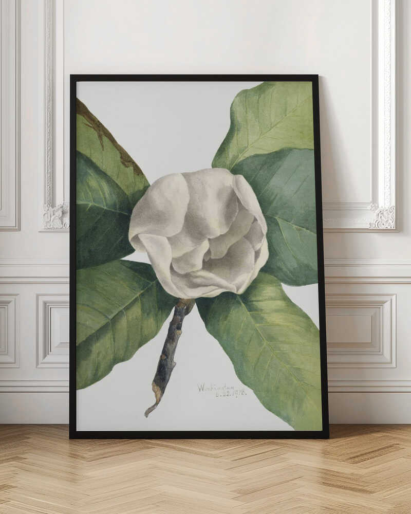 Southern Magnolia (1918)