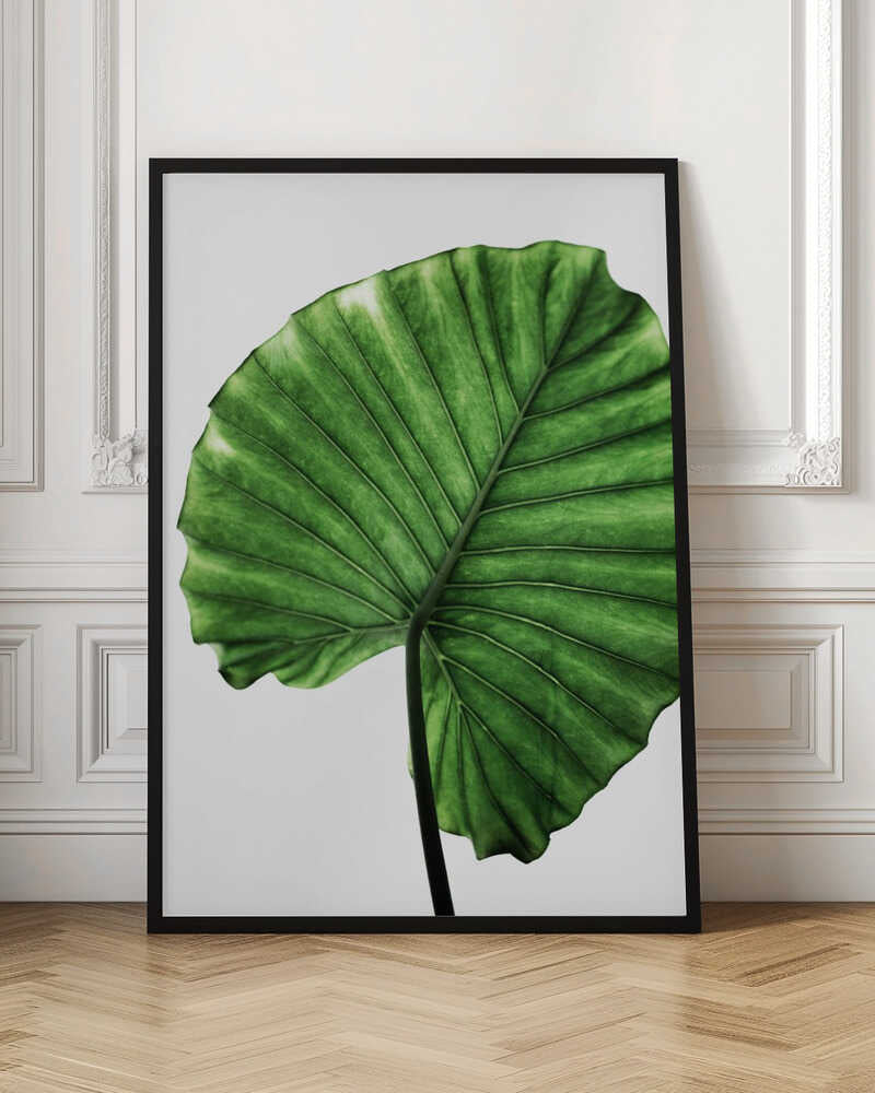 Lush Green Leaf
