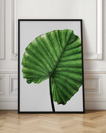 Lush Green Leaf