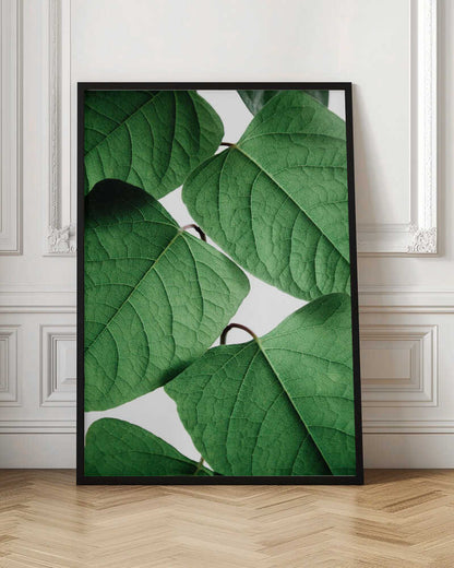 Fresh Green Leaves