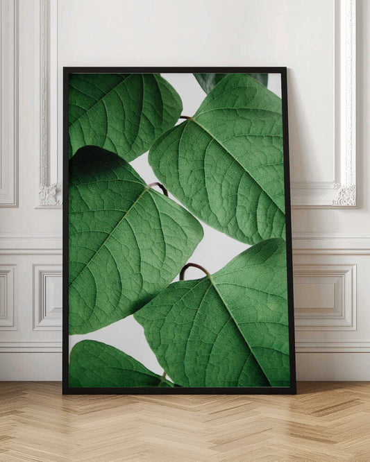Fresh Green Leaves