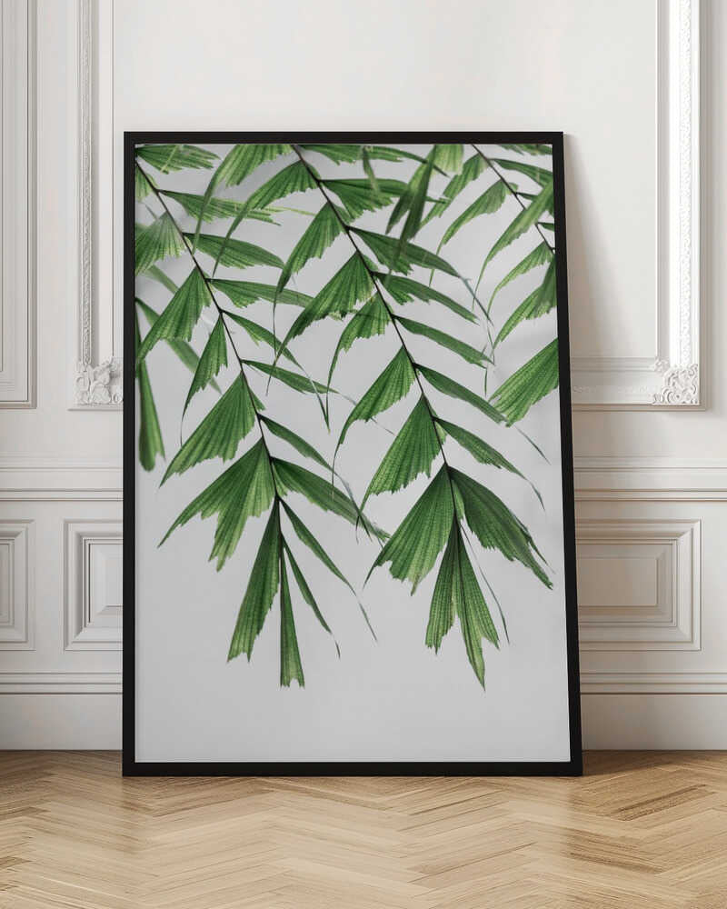 Tropical Palm Leaves