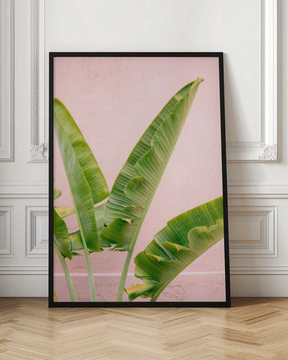 Merida Green on Pink