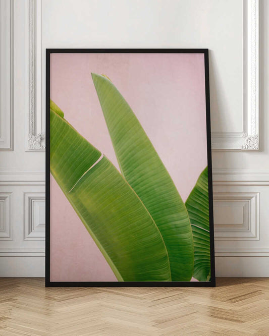 Merida Green on Pink