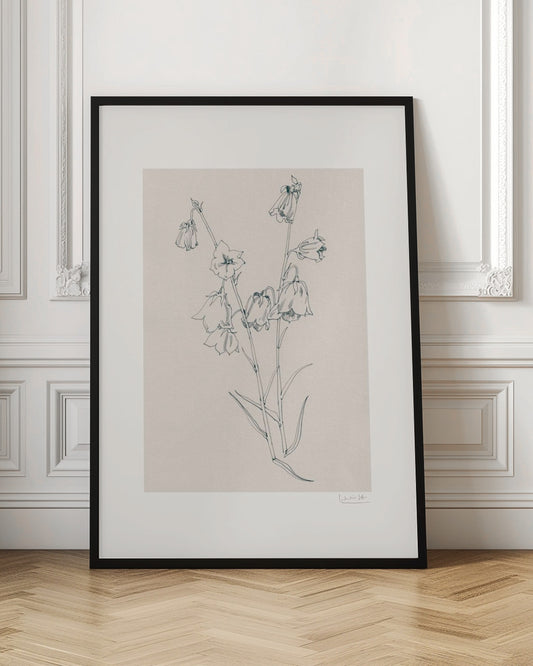 Bellflowers ink drawing