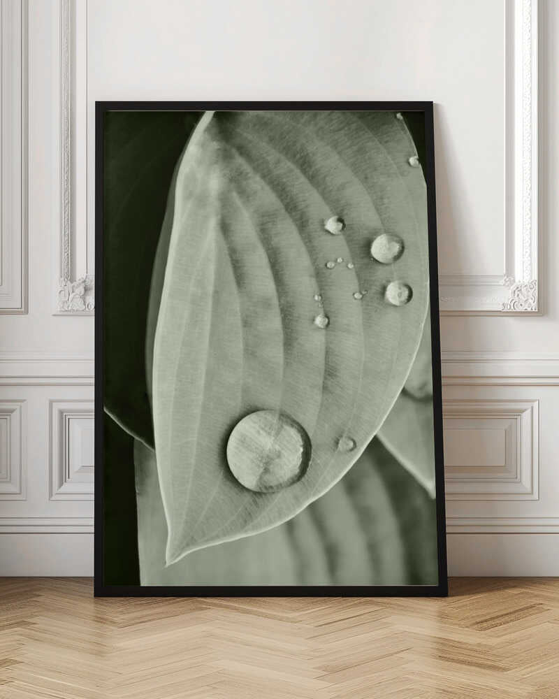 Morning Dew Leaf