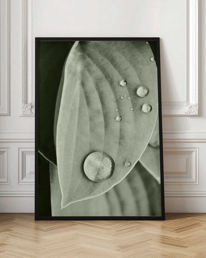 Morning Dew Leaf