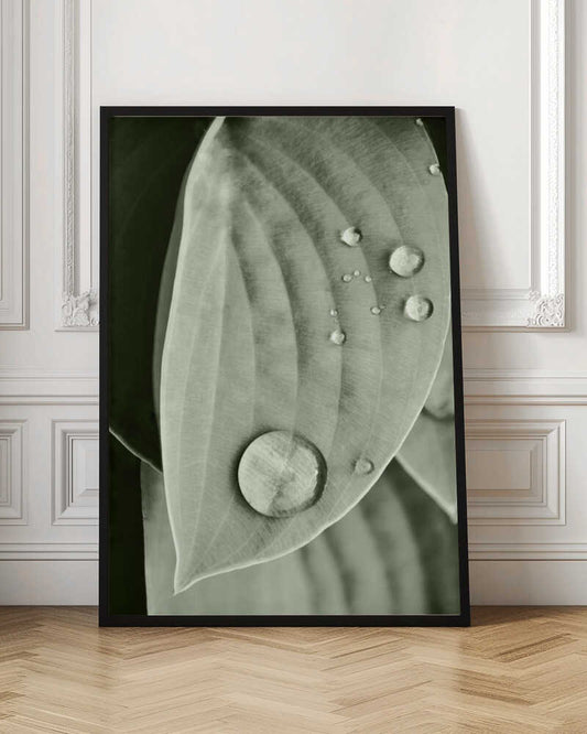 Morning Dew Leaf