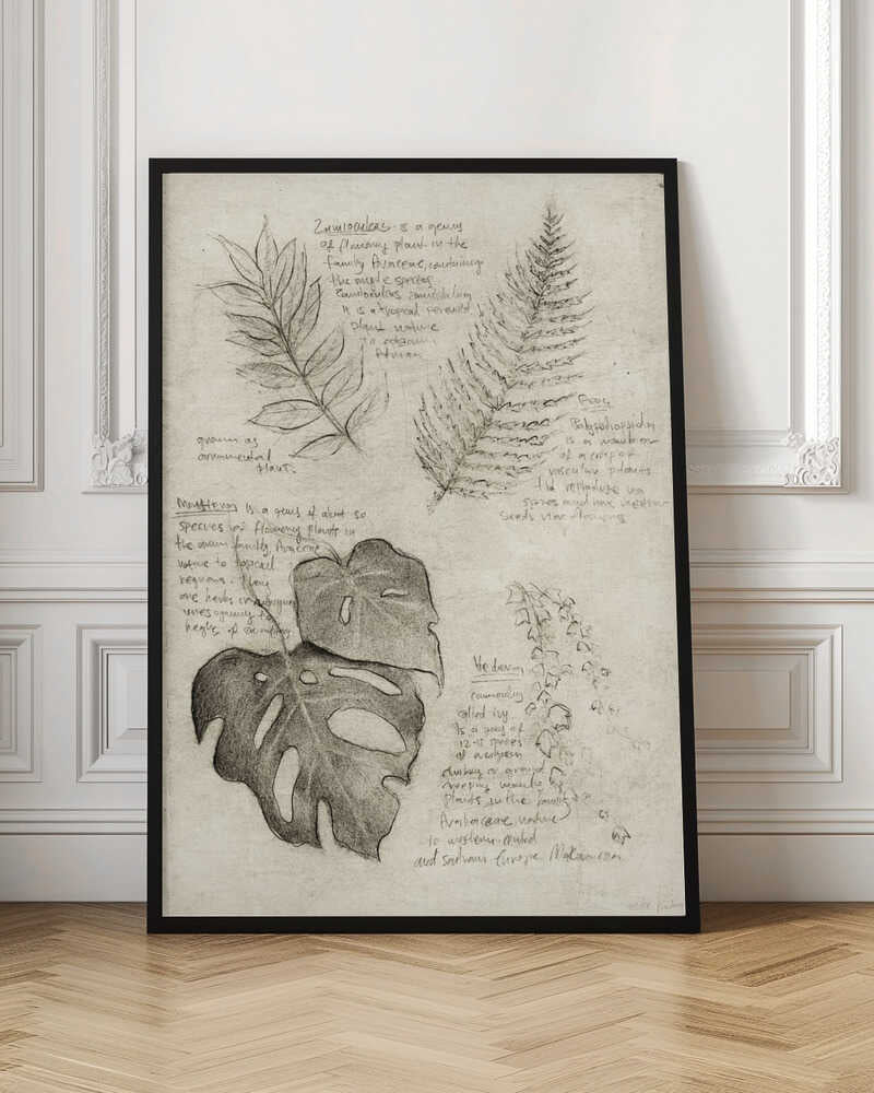 Pencil Sketches Of Various Plant Leaves