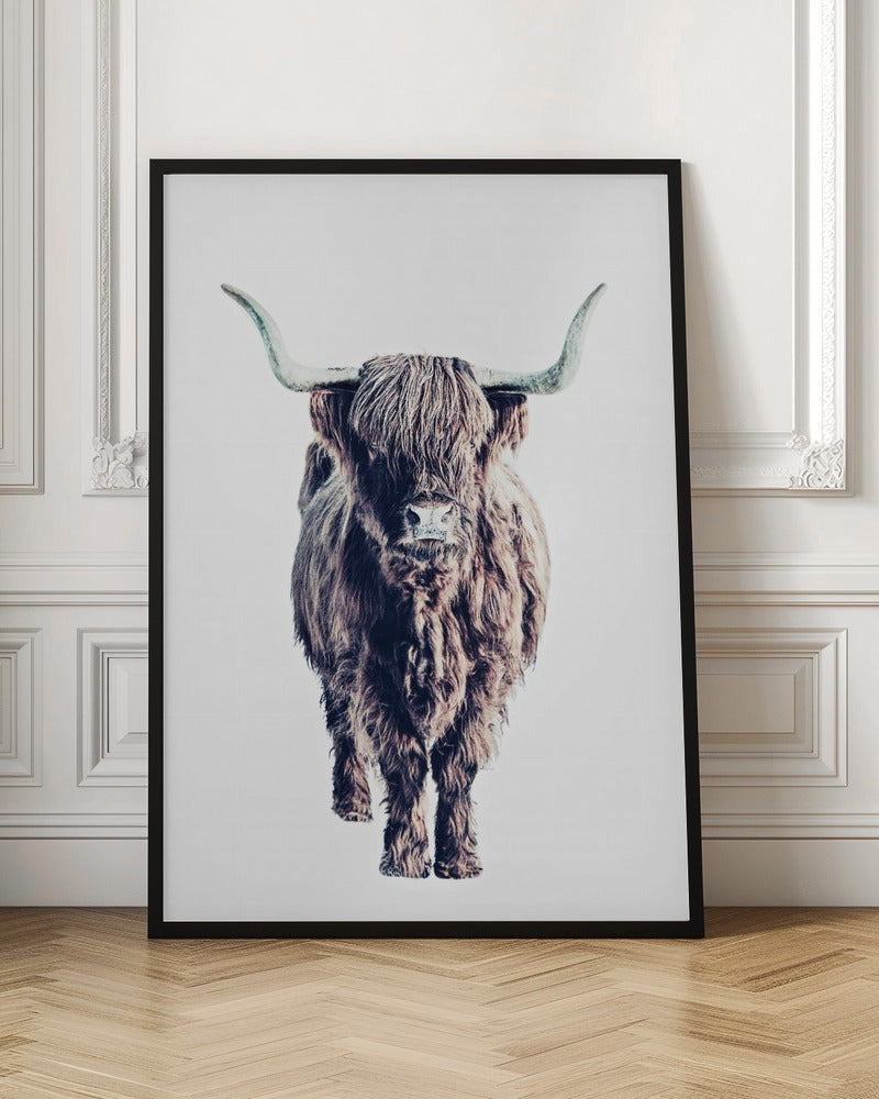 Highland Cattle Colin White