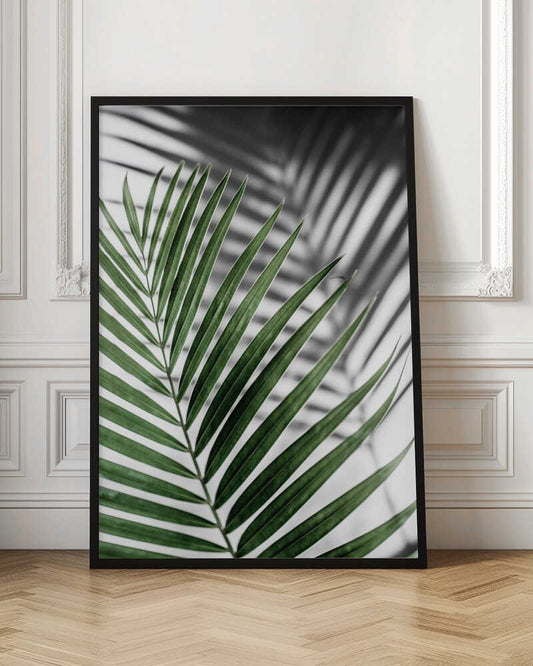 Green Palm Shadow