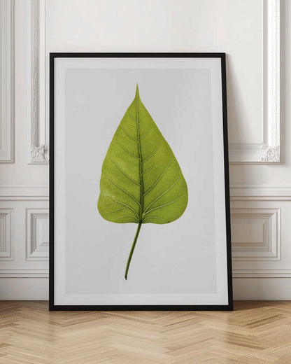 Vibrant Green Leaf