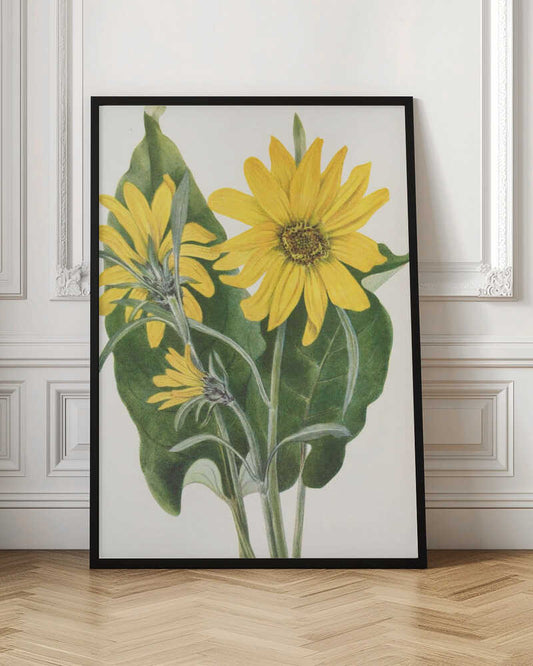 Balsamroot From North American Wildflowers (1925) By Mary Vaux Walcott