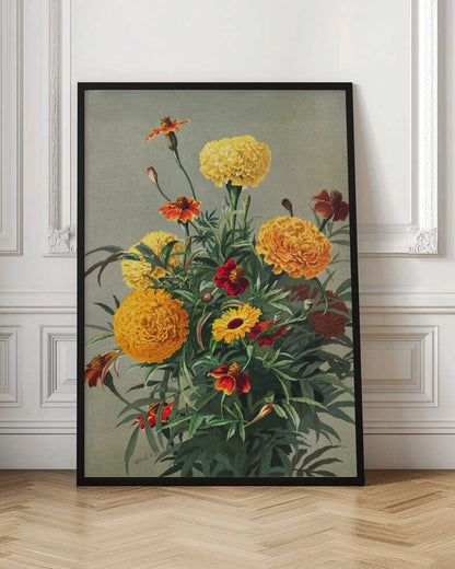 Marigolds