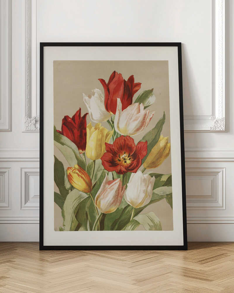 Tulips By Ellen Thayer Fisher