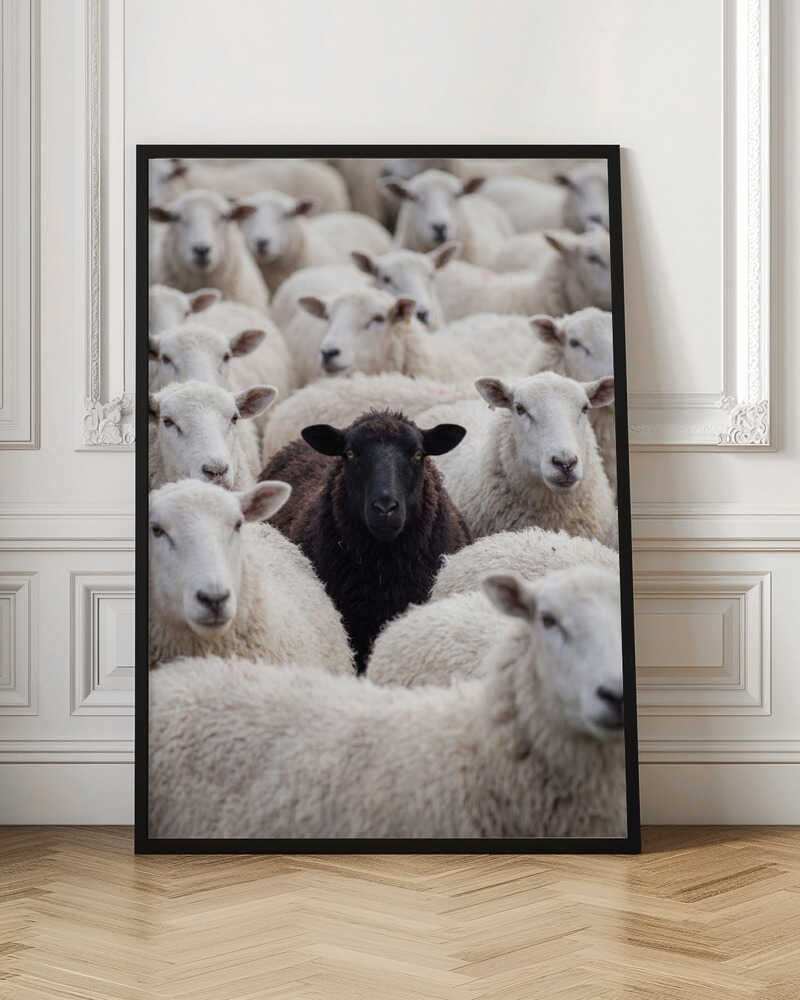 One Black Sheep