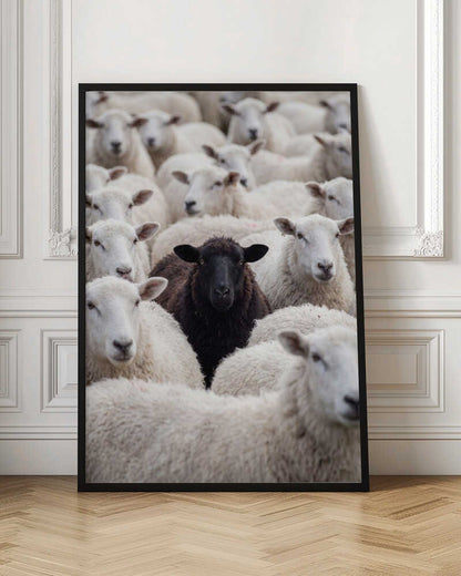 One Black Sheep